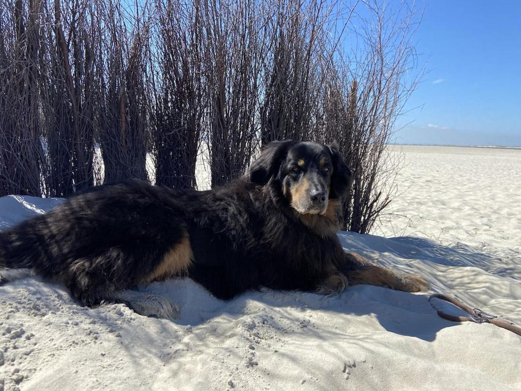 Ferien Im Wangerland Ferienwohnung Leuchtturm Minsen Schillig Hund Pool Sauna Norderaltendeich Eksteriør bilde